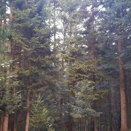 Forest Apartman Ilijas